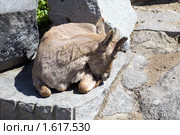Чешущаяся коза. Стоковое фото, фотограф Parmenov Pavel / Фотобанк Лори