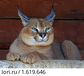 Каракал, пустынная (степная) рысь (лат. Caracal caracal) Стоковое фото, фотограф Михаил Борсов / Фотобанк Лори