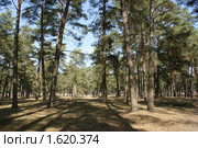 Сосновое редколесье. Стоковое фото, фотограф Александр Шилин / Фотобанк Лори