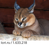 Каракал, пустынная (степная) рысь (лат. Caracal caracal) Стоковое фото, фотограф Михаил Борсов / Фотобанк Лори