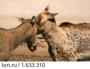 Олени Давида. Борьба. Стоковое фото, фотограф Щеголева Ольга / Фотобанк Лори