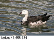 Гусь малый голубой, белый (Anser caerulescens, Snow Goose) Стоковое фото, фотограф Щеголева Ольга / Фотобанк Лори