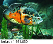 Тропическая рыба Астронотус (лат. Astronotus ocellatus) Стоковое фото, фотограф ИВА Афонская / Фотобанк Лори