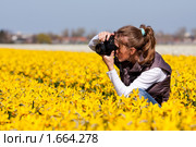 Девушка фотографирует в поле нарциссы. Голландия. Стоковое фото, фотограф Петр Кириллов / Фотобанк Лори