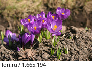 Крокусы фиолетовые. Стоковое фото, фотограф Щеголева Ольга / Фотобанк Лори