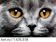 Британская кошка. Стоковое фото, фотограф Коваль Василий / Фотобанк Лори