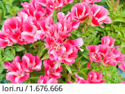 Годеция (Godetia amoena Ruddigore) Стоковое фото, фотограф Ирина Игумнова / Фотобанк Лори