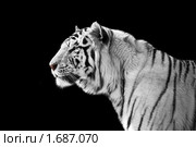 Белый тигр на черном фоне. Стоковое фото, фотограф Демчишина Ольга / Фотобанк Лори