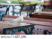 Первый посетитель - голубь (крупный план), сидящий на уличном столике кафе. Стоковое фото, фотограф Елена Олешко / Фотобанк Лори