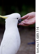 Белый какаду кушает с руки (2010 год). Стоковое фото, фотограф Сергей Левыкин / Фотобанк Лори