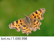 Бабочка углокрыльница C-белое (Polygonia C-album) Стоковое фото, фотограф Галина Ермолаева / Фотобанк Лори