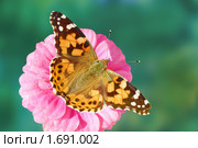 Бабочка чертополоховая углокрыльница  (Vanessa cardui) на цветке циннии. Стоковое фото, фотограф Галина Ермолаева / Фотобанк Лори