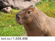 Капибара (Hydrochoerus hydrochaeris) Стоковое фото, фотограф Игорь Долгов / Фотобанк Лори