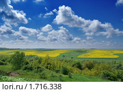 Желтое рапсовое поле. Весенне - летний пейзаж. Панорама. Стоковое фото, фотограф Андрей Емельяненко / Фотобанк Лори