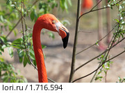Красный фламинго (Phoenicopterus ruber Linnaeus, 1758) Стоковое фото, фотограф Игорь Долгов / Фотобанк Лори
