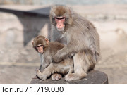 Японская макака (Macaca fuscata) Стоковое фото, фотограф Игорь Долгов / Фотобанк Лори