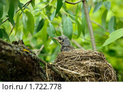 Дрозд-рябинник, Рябинник, Fieldfare, Turdus pilaris. Стоковое фото, фотограф Василий Вишневский / Фотобанк Лори