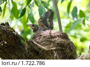 Дрозд-рябинник, Рябинник, Fieldfare, Turdus pilaris. Стоковое фото, фотограф Василий Вишневский / Фотобанк Лори