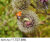 Божья коровка (Coccinellidae) на колючке репейника. (Arctium) Стоковое фото, фотограф Алёшина Оксана / Фотобанк Лори