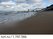 Чайки, сидящие на берегу (2009 год). Стоковое фото, фотограф Svet / Фотобанк Лори
