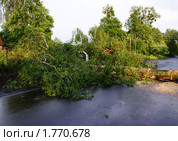 Поваленное ветром дерево. Стоковое фото, фотограф Качанов Владимир / Фотобанк Лори
