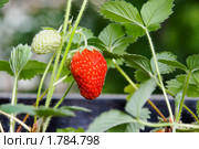 Земляника (клубника) Fragaria ananassa "Ostara" Стоковое фото, фотограф Александр Щепин / Фотобанк Лори