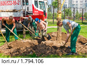 Посадка (пересадка) крупномера лиственницы в городе. Озеленение (2010 год). Редакционное фото, фотограф Ирина Кожемякина / Фотобанк Лори