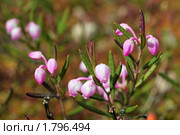 Подбел многолистный — Andromeda polifolia L. Цветок. Стоковое фото, фотограф Григорий Писоцкий / Фотобанк Лори