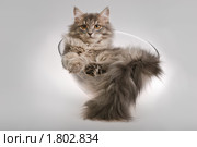 Молодой сибирский кот в стеклянной вазе. Стоковое фото, фотограф Дмитрий Яковлев / Фотобанк Лори