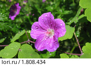 Герань в каплях дождя (Geranium), семейство Гераниевые. Стоковое фото, фотограф Заноза-Ру / Фотобанк Лори
