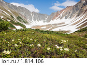 Золотистый рододендрон у подножия вулкана Вачкажец. Камчатка. Стоковое фото, фотограф Ирина Игумнова / Фотобанк Лори