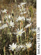 Пустынный цикорий. Desert Chicory (2009 год). Стоковое фото, фотограф Julia Nelson / Фотобанк Лори