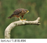 Новозеландский сокол разминает когти. Стоковое фото, фотограф Кирина Елизавета / Фотобанк Лори