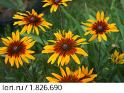 РУДБЕКИЯ (RUDBECKIA)  или 'Черноглазая Сюзанна' ('Black-eyed-Susan'), Стоковое фото, фотограф Валерия Попова / Фотобанк Лори