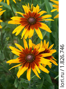 РУДБЕКИЯ (RUDBECKIA)  или 'Черноглазая Сюзанна' ('Black-eyed-Susan'), Стоковое фото, фотограф Валерия Попова / Фотобанк Лори