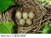 Птичье гнездо с яйцами. Славка садовая, Garden Warbler, Sylvia borin. Nest with eggs. Стоковое фото, фотограф Василий Вишневский / Фотобанк Лори