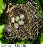 Птичье гнездо с яйцами. Славка садовая, Garden Warbler, Sylvia borin. Nest with eggs. Стоковое фото, фотограф Василий Вишневский / Фотобанк Лори