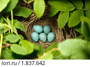 Гнездо с яйцами. Чечевица обыкновенная, Carpodacus erythrinus. Стоковое фото, фотограф Василий Вишневский / Фотобанк Лори