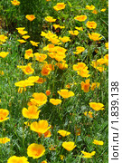 Эшшольция калифорнийская, или Калифорнийский мак (Eschscholzia californica), семейство Маковые. Стоковое фото, фотограф Александр Тараканов / Фотобанк Лори