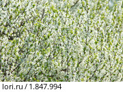 Цветущая слива как фон. Prunus domestica. Стоковое фото, фотограф Василий Вишневский / Фотобанк Лори