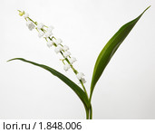 Ландыш майский, Convallaria majalis, Lily of the Valley, Стоковое фото, фотограф Василий Вишневский / Фотобанк Лори