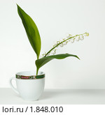 Ландыш майский, Convallaria majalis. Стоковое фото, фотограф Василий Вишневский / Фотобанк Лори