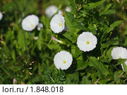 Вьюнок полевой, Convolvulus arvensis, Field Bindweed. Стоковое фото, фотограф Василий Вишневский / Фотобанк Лори