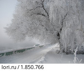 Зимняя сказка. Стоковое фото, фотограф Кашкарева Светлана / Фотобанк Лори