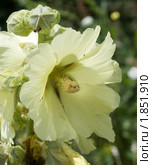 Шток-роза крымская (Alcea taurica) Стоковое фото, фотограф Григорий Стоякин / Фотобанк Лори