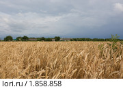 Пшеничное поле. Стоковое фото, фотограф Олег Хархан / Фотобанк Лори