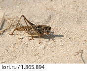 Кузнечик белолобый, Decticus albifrons. Стоковое фото, фотограф Щеголева Ольга / Фотобанк Лори