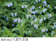 Окопник (Sýmphytum) Стоковое фото, фотограф Куликова Татьяна / Фотобанк Лори