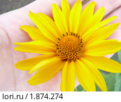 Желтый цыеток на ладони. Гелиопсис подсолнечниковидный (Heliopsis hеlianthoidеs) Стоковое фото, фотограф Володина Ольга / Фотобанк Лори