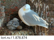 Чайка (Larus) Стоковое фото, фотограф Некрасов Андрей / Фотобанк Лори